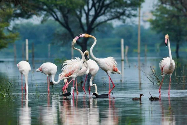 Agra β Bharatpur Bird Tour